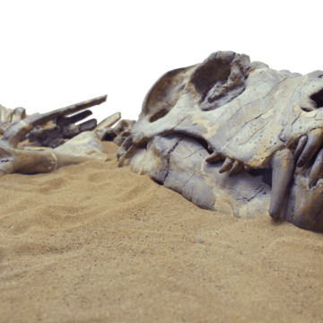 Rare Dinosaur Fossil Unearthed in Brazil Amid Historic Flooding